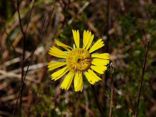 {Helenium vernale}